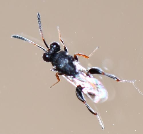 Haltichella rufipes